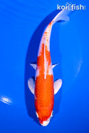 6.75" HARIWAKE