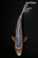 7.5" ASAGI