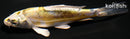 4.25" KIN KI KIKOKURYU