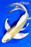 10" KUJAKU BUTTERFLY