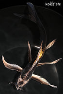 8.75" BENI KIKOKURYU BUTTERFLY