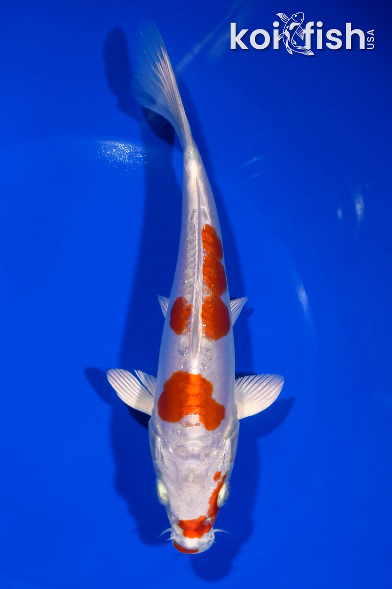 6.75" KIKUSUI