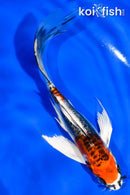 5.5" BENI KIKOKURYU BUTTERFLY