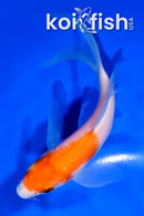 5.5" KOHAKU BUTTERFLY