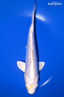 9" DOITSU LEMON HARIWAKE