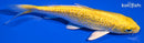 6" GINRIN YAMABUKI OGON
