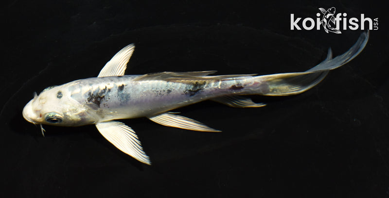 5.5" DOITSU GIN SHIRO BEKKO