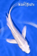 5.25" PLATINUM OGON BUTTERFLY