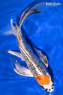10" KUJAKU BUTTERFLY