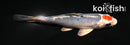 4.5" TANCHO YAMATO NISHIKI