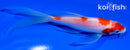 5.5" KOHAKU BUTTERFLY