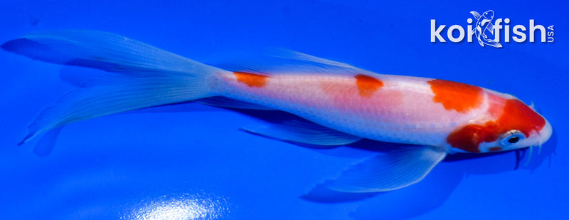 5.5" KOHAKU BUTTERFLY