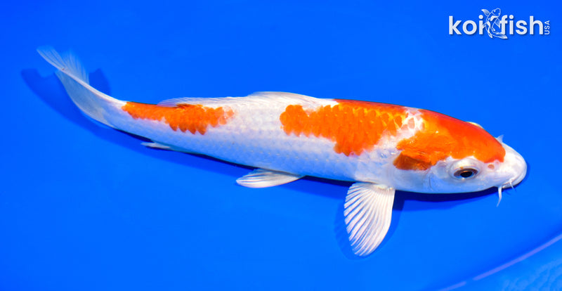 8.5" HARIWAKE
