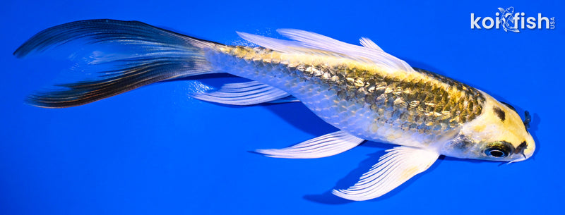 5.75" GINRIN KUJAKU BUTTERFLY