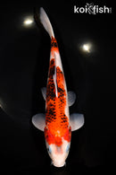 10.75" AI GOROMO