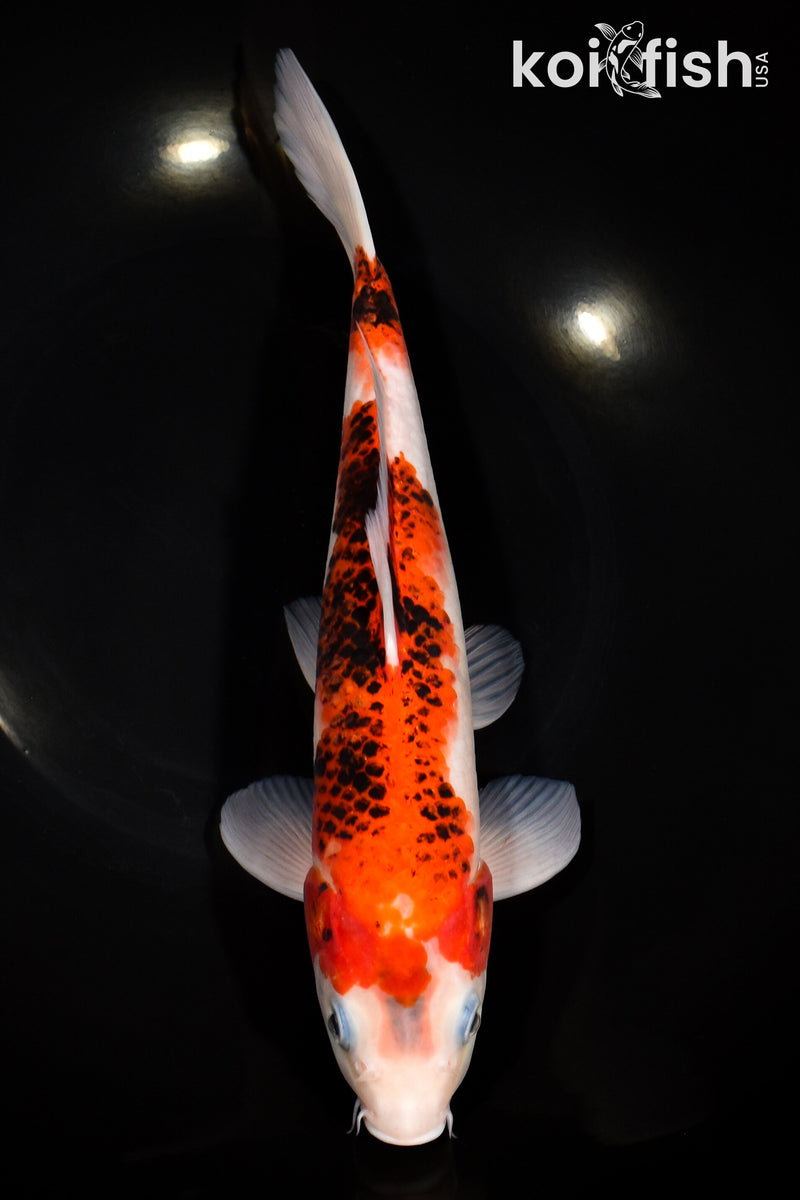 Orange Koi Fish For Sale – Page 5
