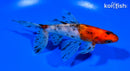 5.75" CALICO WATONAI GOLDFISH