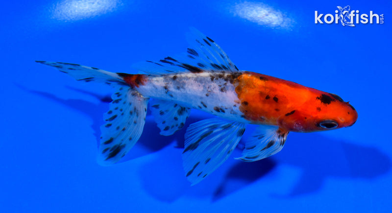 5.75" CALICO WATONAI GOLDFISH