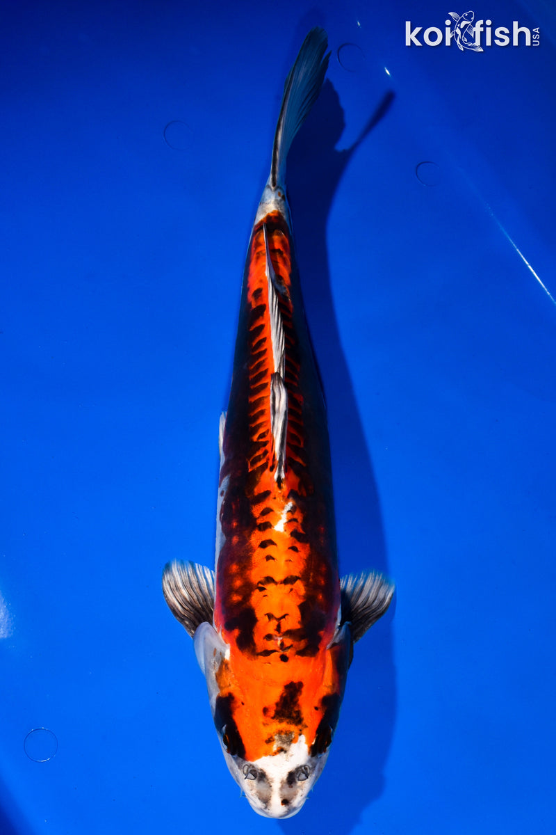 15.5" BENI KIKOKURYU