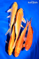 PACK OF (5) 5-6" STANDARD KOI