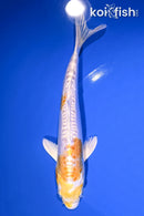 6.75" DOITSU LEMON HARIWAKE