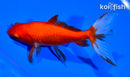5.75" WATONAI GOLDFISH