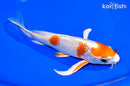 8" HARIWAKE BUTTERFLY