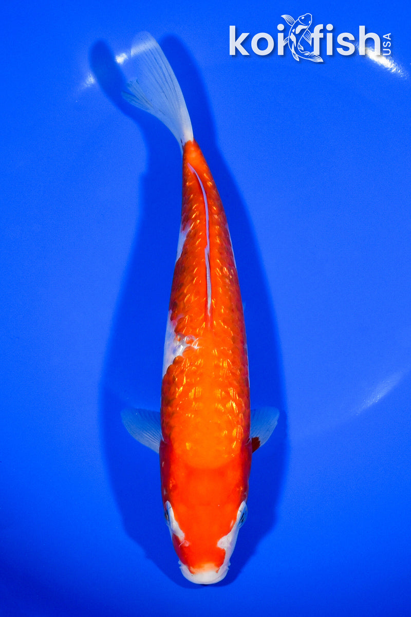 8.25" GINRIN KOHAKU