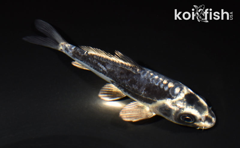 5.25" KIKOKURYU