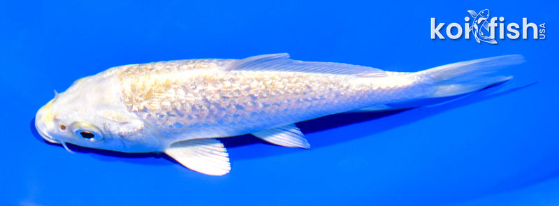 5.25" GINRIN HARIWAKE