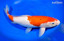 13.5" KOHAKU