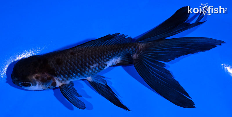 5.25" PANDA WATONAI GOLDFISH