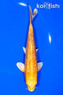 7.75" GINRIN ORENJI OGON