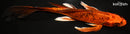 9.25" KIN ORENJI MATSUBA BUTTERFLY