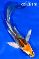 5" BENI GINGA BUTTERFLY