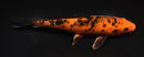 6.75" ORENJI MATSUBA