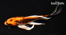 7.5" ARAGOKE BENI KIKOKURYU BUTTERFLY
