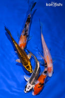 PACK OF (5) 4-5" STANDARD KOI