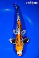 12.5" GINRIN BENI GINGA