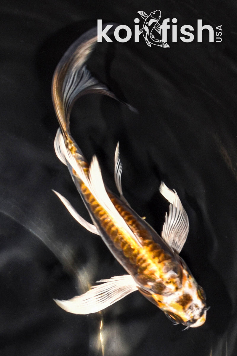 6.75" ARAGOKE KIN KIKOKURYU BUTTERFLY