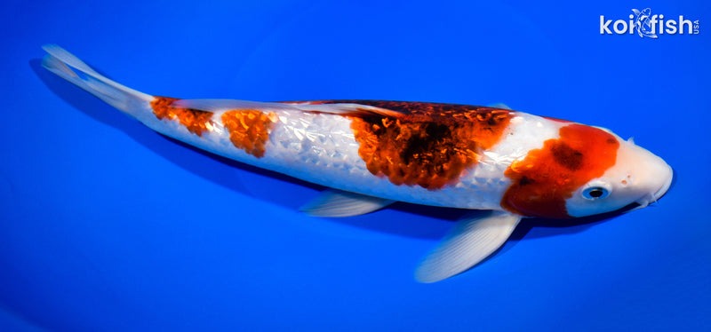 11.75" GINRIN AI GOROMO