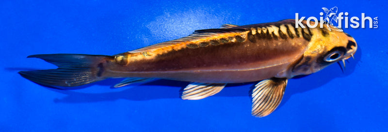5" BENI KIKOKURYU