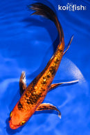 8.25" GINRIN KIN ORENJI BEKKO BUTTERFLY
