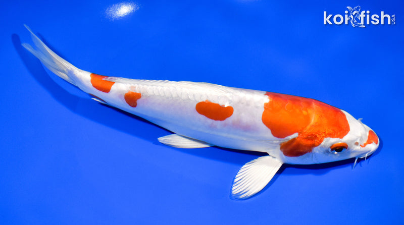 8.5" KIKUSUI