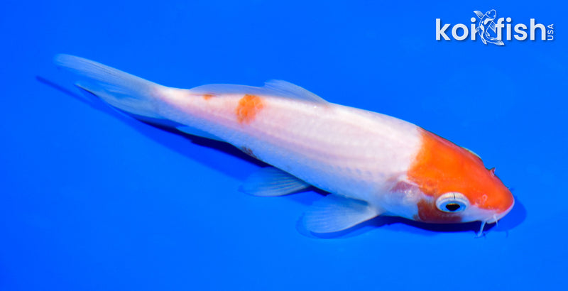 5" KOHAKU