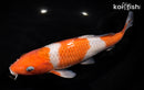 9.5" OCHIBA SHIGURE