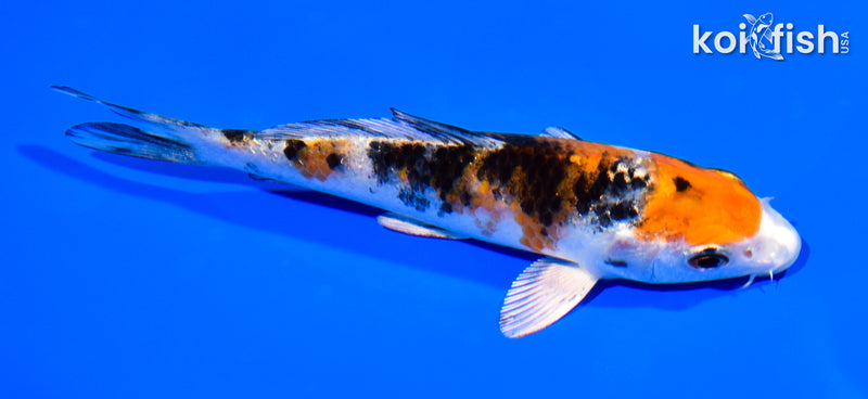 5.25" YAMATO NISHIKI