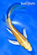 5" YAMABUKI OGON BUTTERFLY