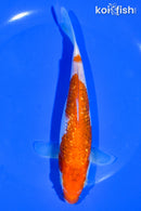 6.5" GINRIN KOHAKU