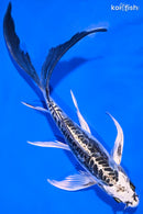 8" KIKOKURYU BUTTERFLY